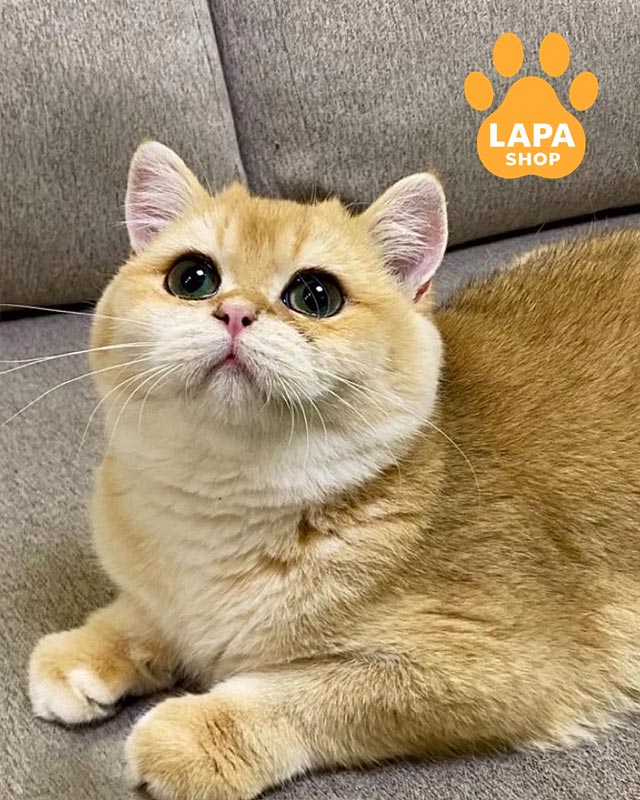 золотой британец