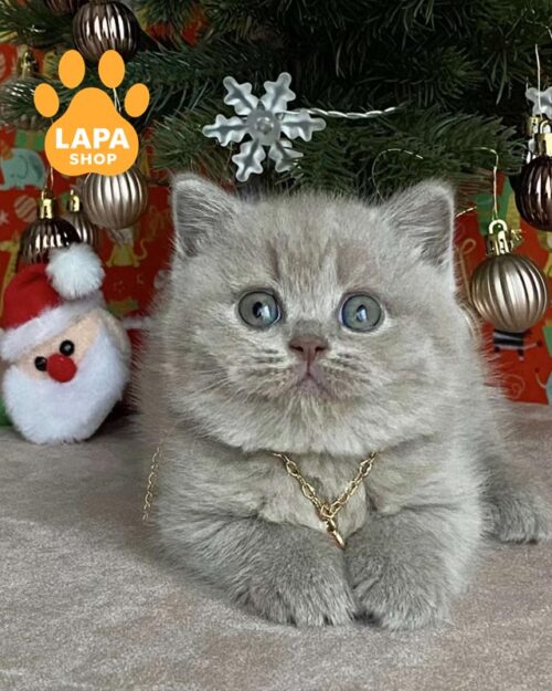 лиловая британская кошка <br> <br> <br>