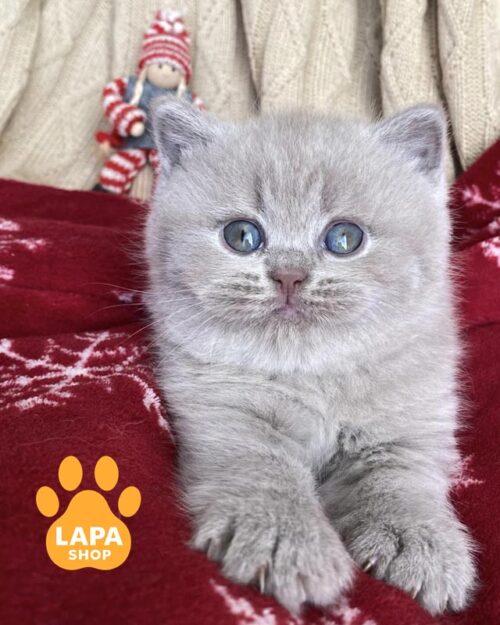 лілова британка