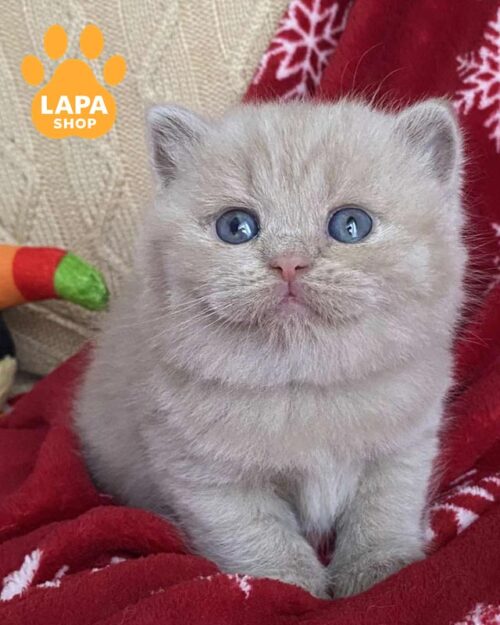 фавновая британка