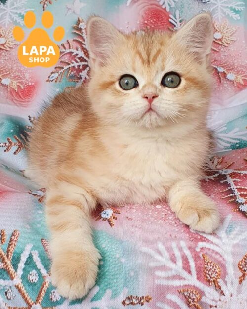 мраморный британец