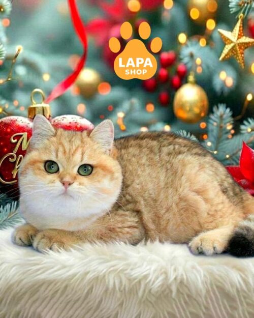 плямисто-золота британська кішка