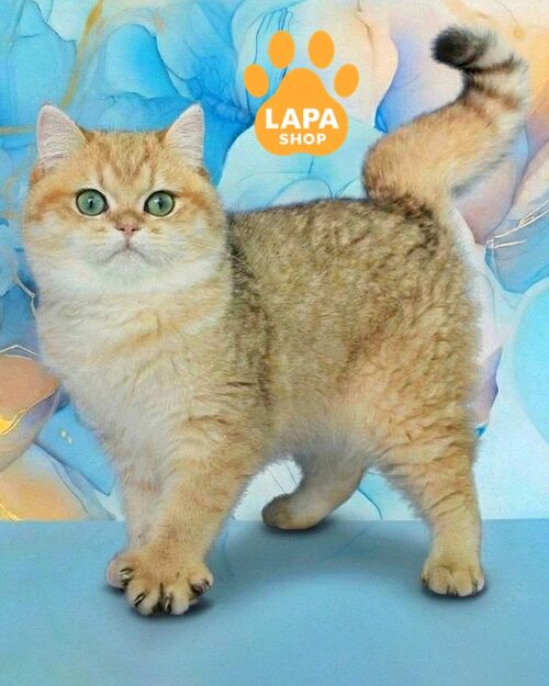 плямисто-золота британська кішка