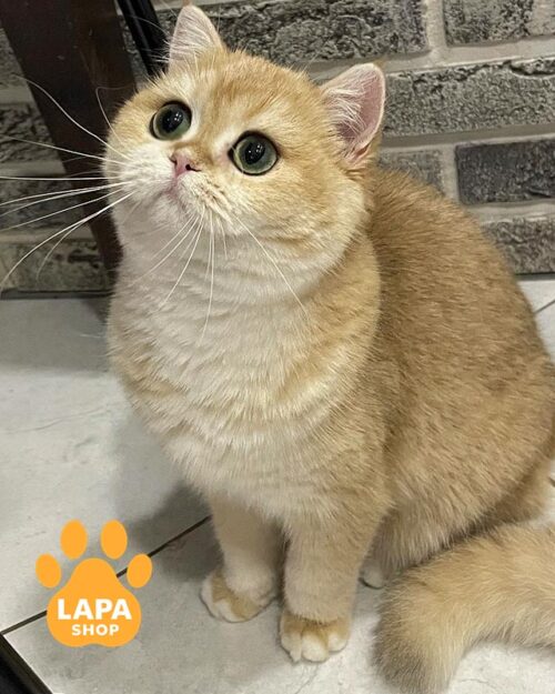 золота британка