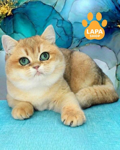 золота британка