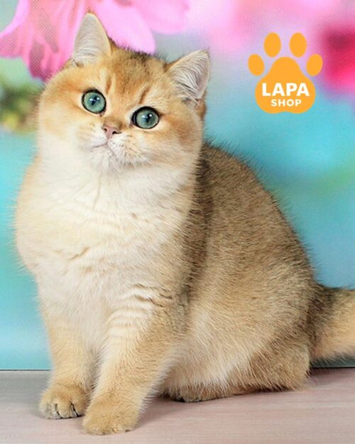 золотий британець