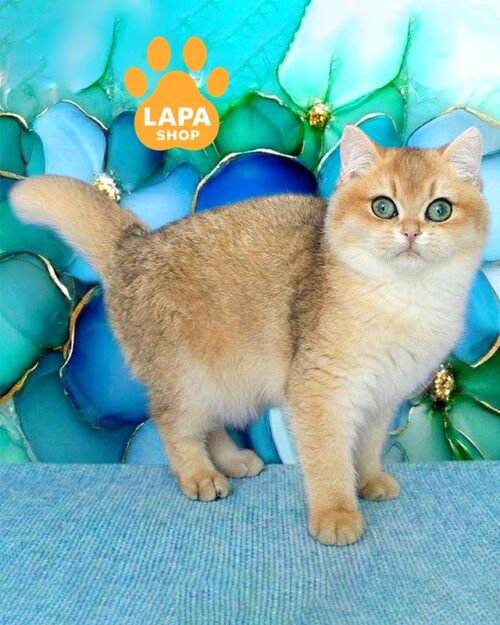 золотий британець