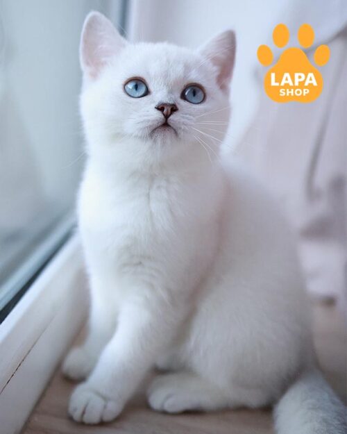 сріблястий британець