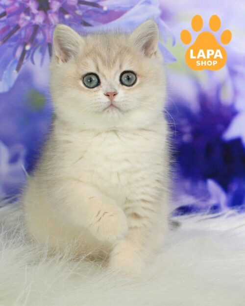 блакитно-золота британка