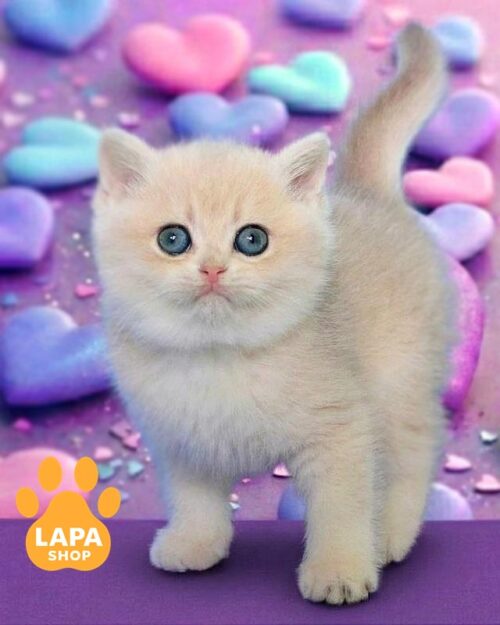 блакитно-золота британка