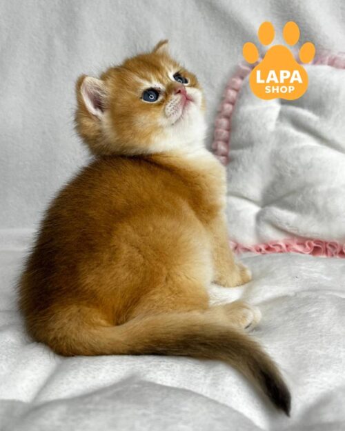 golden british kitten