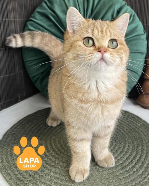 золотая британка