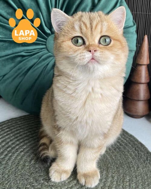 золотая британка