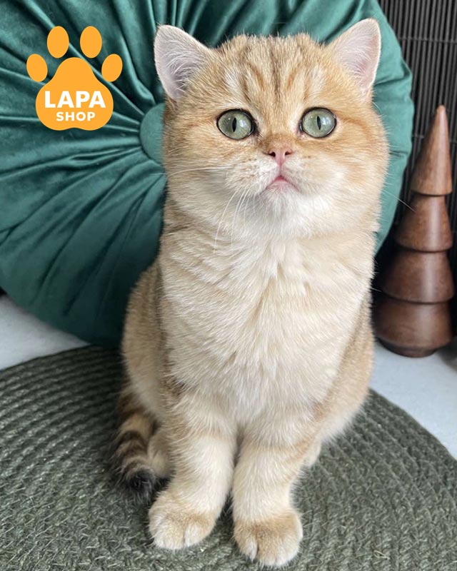 золотая британка