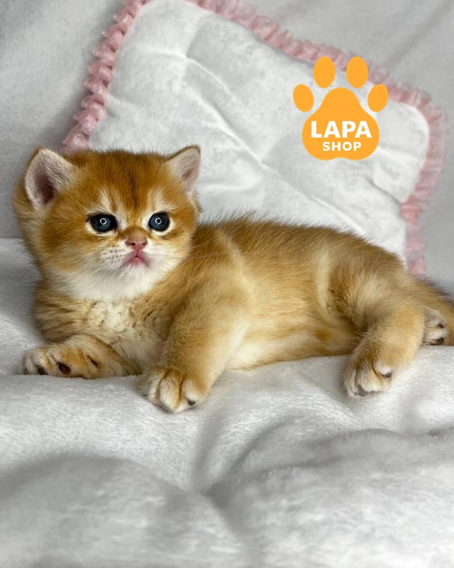 золотая британская кошка