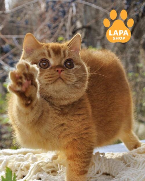 рудий британець