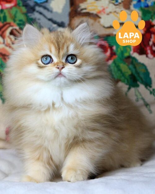 золотой длинношерстный британец