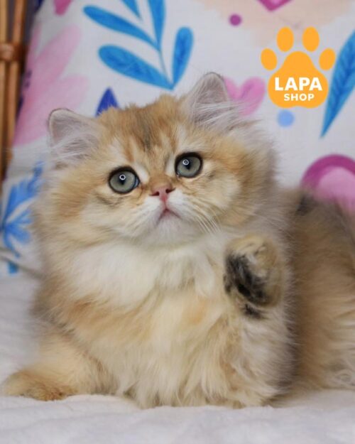 золота британка