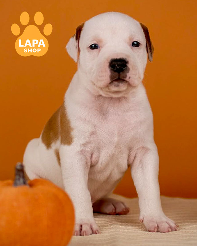 рыже-белый американский стаффордширский терьер