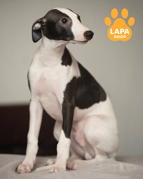 біло-чорний уіппет