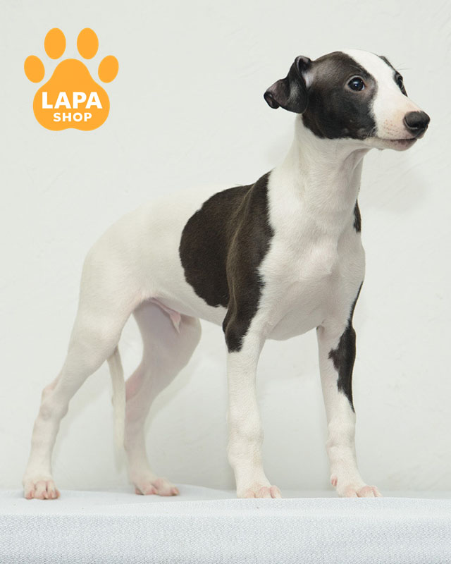 біло-чорний уіппет