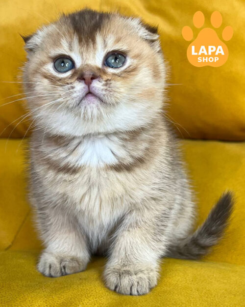 шоколадний скотіш-фолд