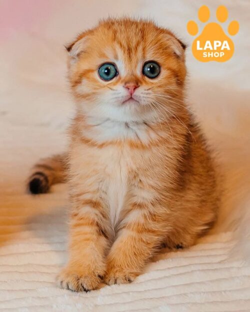 Елегантний висловухий шотландська котик Buddy чекає на свою родину