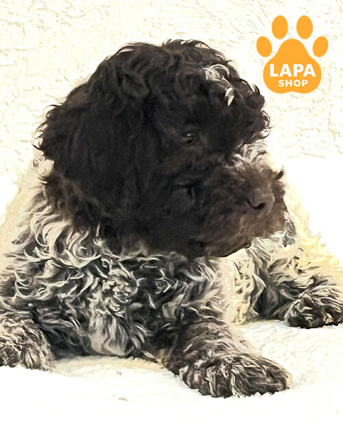 коричневий лаготто-романьоло