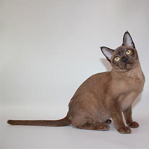 Wisteria is a Sophisticated European Burmese Kitty in a Velvety Sable Fur Coat bur mom