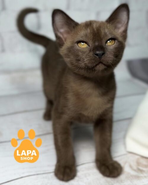 соболина європейська бурма