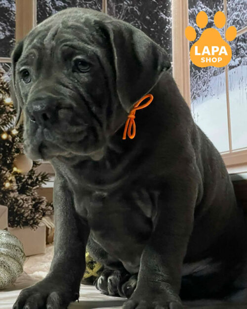 сірий кане корсо