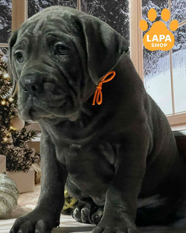 сірий кане корсо