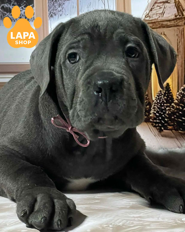 сірий кане корсо