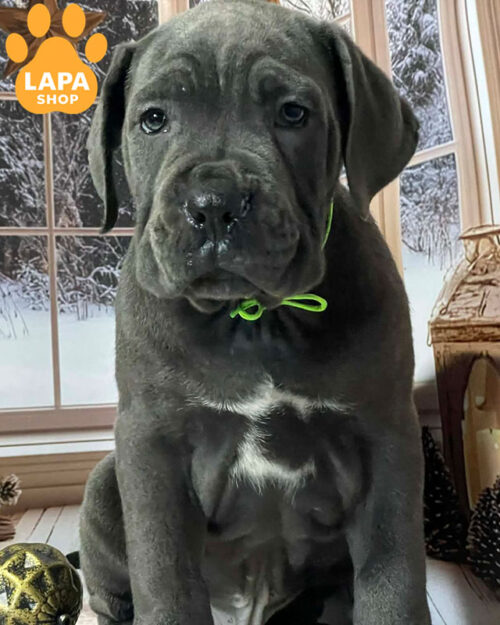 серый кане корсо