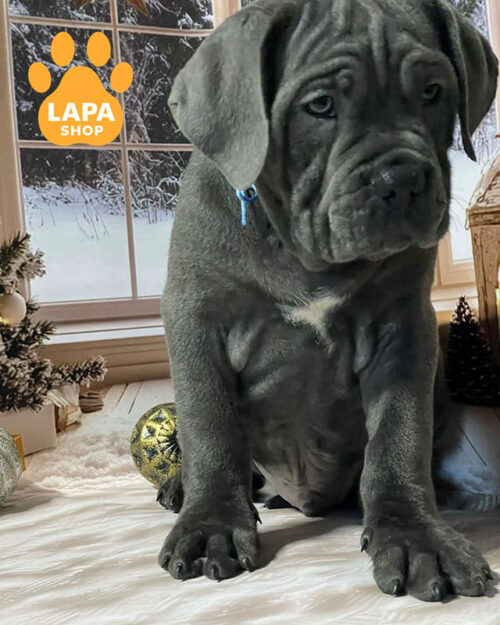 сірий кане корсо