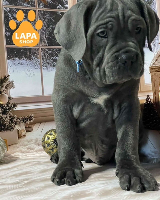 сірий кане корсо