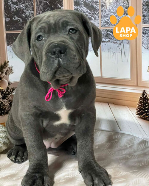 gray Cane Corso