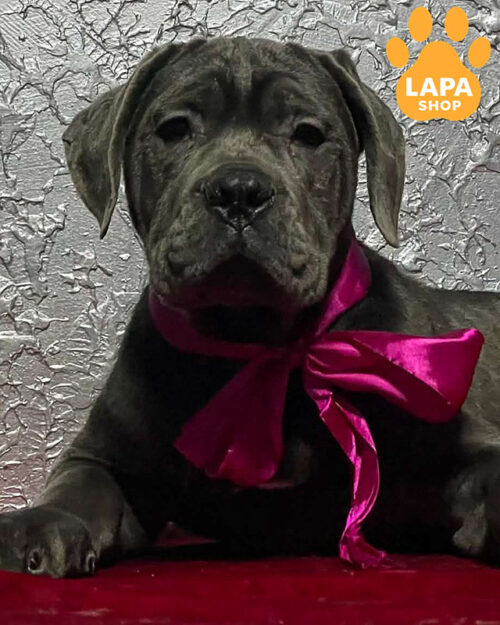 сірий кане корсо