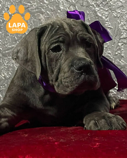 сірий кане корсо