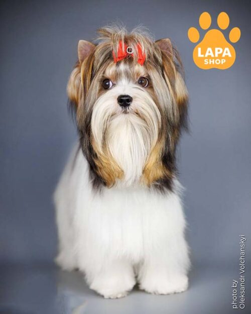 триколорний бівер йоркширський тер'єр