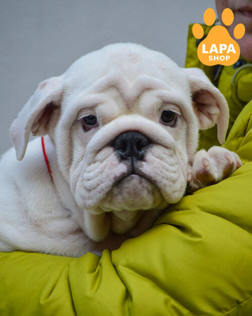 білий англійський бульдог