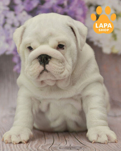 белый английский бульдог