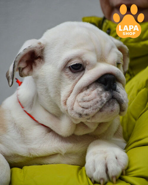 рудо-білий англійський бульдог