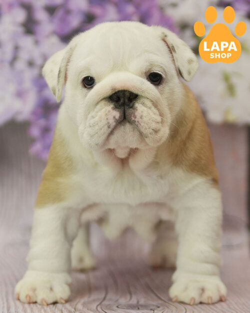 рудо-білий англійський бульдог