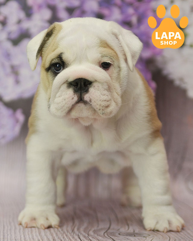 рудо-білий англійський бульдог