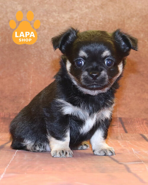 чорний підпалий чихуахуа