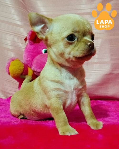 кремовий чихуахуа