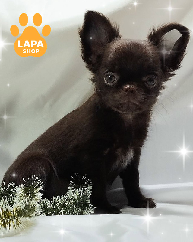 шоколадный чихуахуа