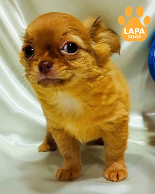 рудий чихуахуа