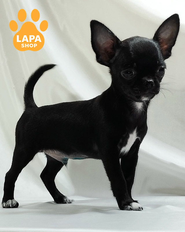 чорно-білий чихуахуа